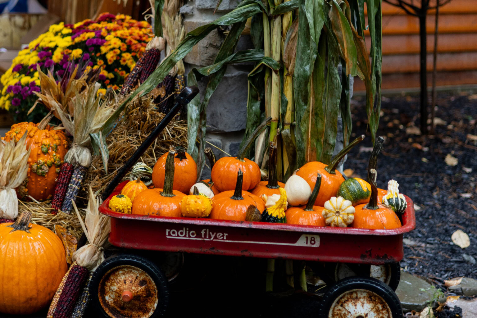 Fall decor - childrens flyer wagon filled with pumpkins.